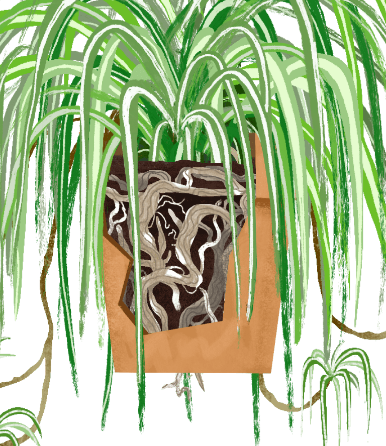 Spider Plant: Plant Care Guide